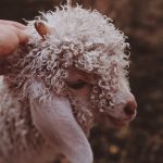 Wełna merino