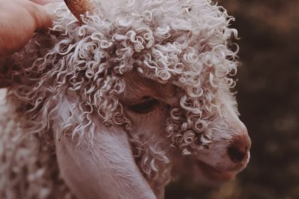 Wełna merino