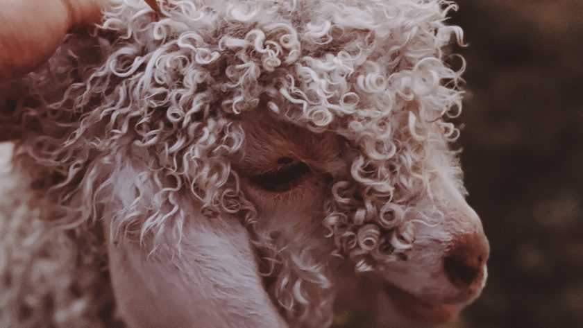Wełna merino